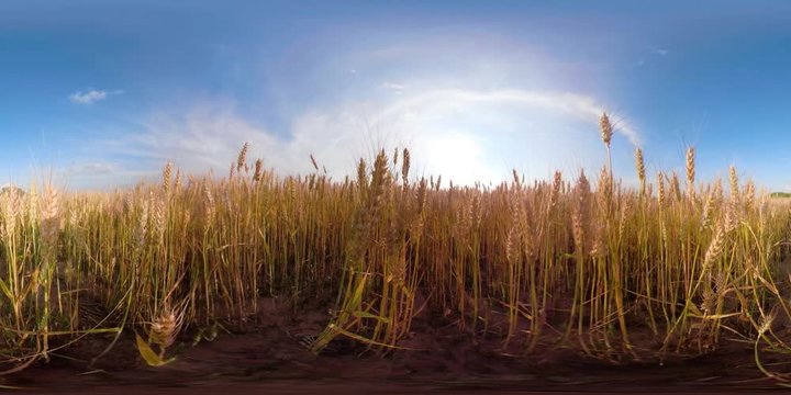 Field with yellow wheat on summer day, 360VR, VR. Spikelets of ripening yellow wheat on farm land.