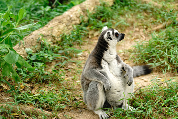 Close-up portrait of lemur catta (ring tailed lemur) at the khaokheow open zoo thailand.