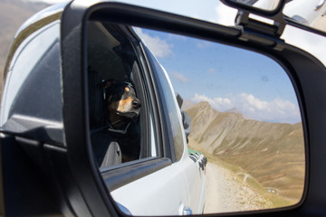 Naklejka premium Traveling dog Roadtrip at Col du Parpaillon, Alpine pass France