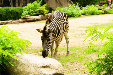 Chonburi, Thailand - July 22, 2018: Zebra and front portrait in the Khao Kheow Open Zoo at Siracha.