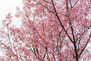 Wild Himalayan Cherry is very beautiful. Flowering only winter.