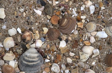 sea shell at the beach