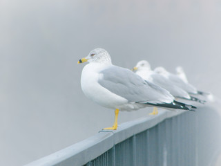 Seagull stand on a bridge