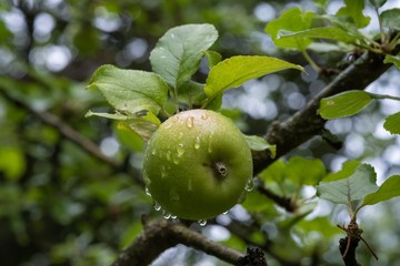Apfel Apfelbaum Frucht