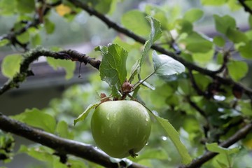 Garten Apfelbaum Apfel