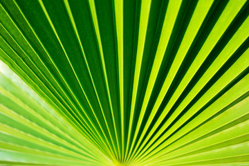 Obraz premium Green palm leaf texture. Tropical background with natural fan.