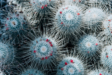 Closeup of beautiful small cactuses.
