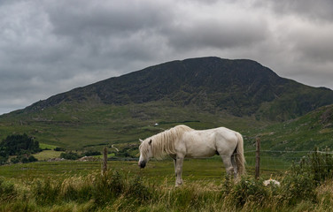 White horse grazing in a grass field in rural county Kerry, rugged landscape mountain background