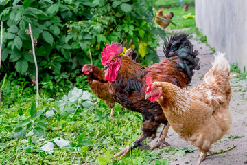 Cock and chickens in the garden near raspberries. Breeding chickens on the farm_