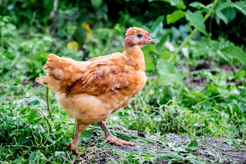 Young brown chicken a breed Naked Neck in the garden among the green grass_