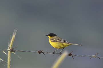Yellow Wagtail - Motacilla flava, Greece