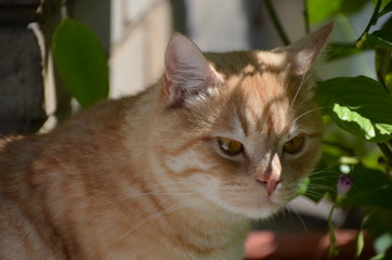 Naklejka na ściany i meble red cat macro yellow eyes