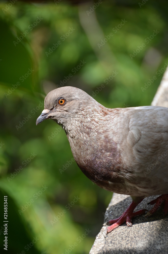 Poster macro bird pigeon looking eye green