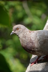 macro bird pigeon looking eye green