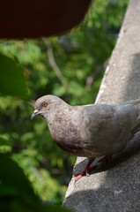 macro bird pigeon looking eye green