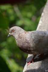 macro bird pigeon looking eye green