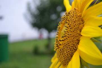 Sonnenblume Nahaufnahme