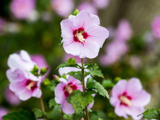 Fototapeta premium Bush with pink flowers hibiscus on a blurry background_