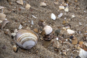 sea shell at the beach