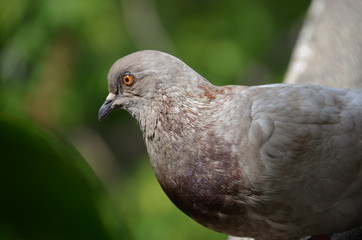 macro bird pigeon looking eye green