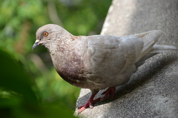 macro bird pigeon looking eye green