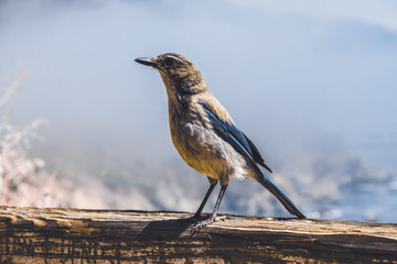 Blue Jay Posing On Santa Monica Coast
