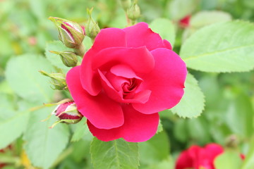 Fototapeta premium Flower of red rose