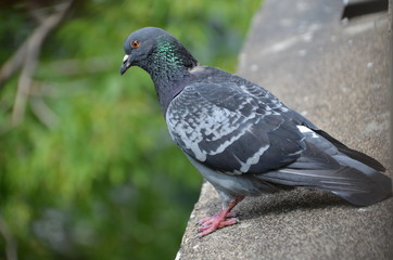macro bird pigeon looking eye green