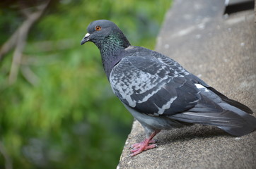 macro bird pigeon looking eye green