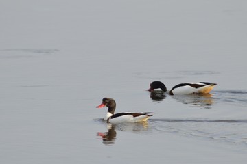 Common shelduck (Tadorna tadorna), Greece