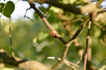 Hornet on branch