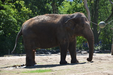 Fototapeta na wymiar wild animal asia indian elephant zoo