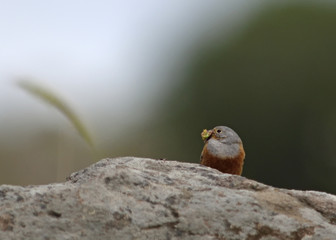 Cretzschmar´s Bunting - Emberiza caesia, Lesbos, Greece 