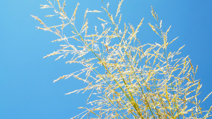 A beautiful plant from the family of cereals against the blue sky.