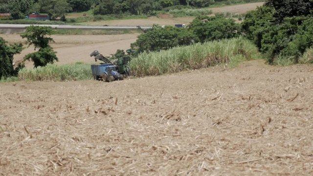 Recolte canne a sucre motoris&eacute;e
