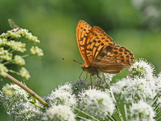 Fototapeta na wymiar orange brauner Schmetterling auf weißer Blüte -orange brown butterfly on white blossom