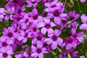 Pretty purple pink flowers in closeup