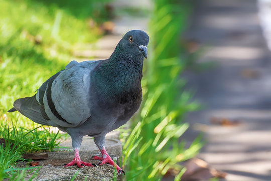 The pigeon on the lawn in the park.