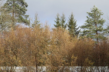 Essences forestières mixtes