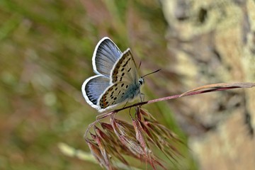 Mariposa, Polyommatus golgus, la niña de Sierra Nevada.