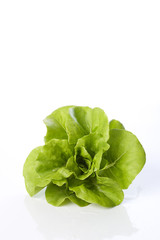 butterhead lettuce on a white background