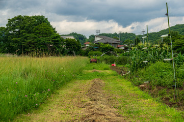 夏の水田地帯
