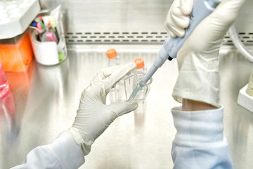The women researcher using pipette and cell culture flask do the aseptic technique for changing the...