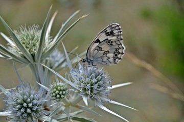 Mariposa blanca sobre cardo. Melanargia.