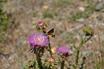 Mariposa falso colibrí sobre cardo. Macroglossum stellatarum.  © Sara Trescastro Olmo