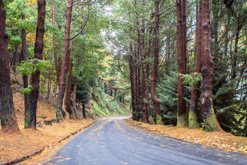 Autumn road in forest