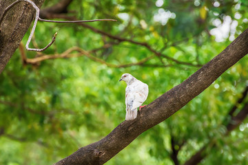The pigeon on the branch in a nature background.