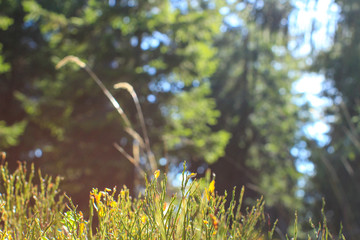 Autumn mountains. Ukrainian Carpathian Mountains.Macro green grass on a hill with sunny blizzards.