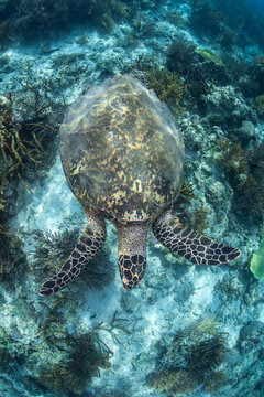 Swimming Hawksbill Sea Turtle