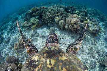 Endangered Hawksbill Sea Turtle Swimming